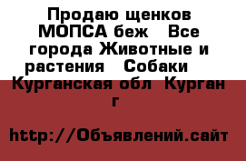 Продаю щенков МОПСА беж - Все города Животные и растения » Собаки   . Курганская обл.,Курган г.